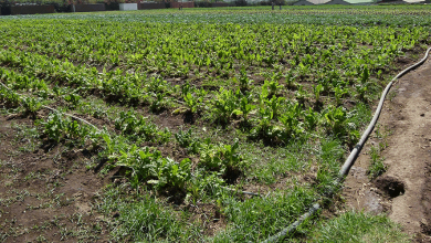 1 هزار هکتار کشت سبزی و صیفی امسال به گلخانه ها منتقل می شود