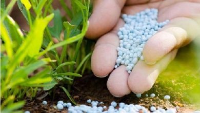 اجرای پایلوت سامانه مدیریت توزیع کود شیمیایی در استان قزوین