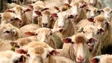 اصلاح نژاد دام سبک راهکار افزایش تولید گوشت در کشور