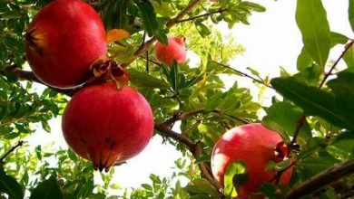 تولید 1 میلیون تن انار در سال جاری