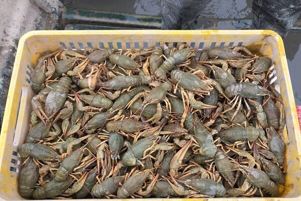 فاز دوم شهرک شیلاتی پرورش میگوی گمیشان اجرا می‌شود