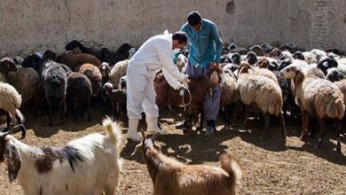 یکی از مهم ترین فاکتورهای پیشگیری از بیماری تب برفکی انجام واکسیناسیون است