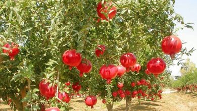 برداشت 42 هزار تن انار از باغات خراسان جنوبی