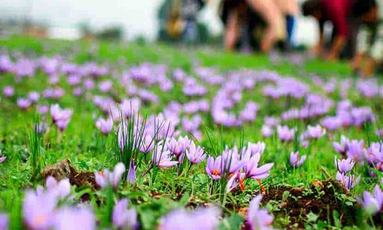 بی‌توجهی کشاورزان به برنامه‌های کشت