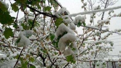 توصیه هواشناسی به کشاورزان / هشدار کاهش دمای هوا