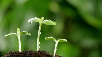 جلسه کارگروه گیاهپزشکی استان کرمان برگزار شد