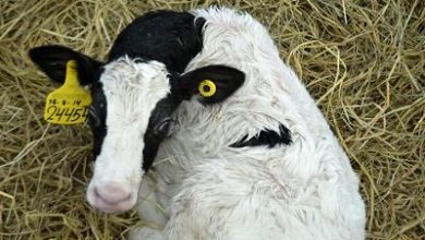 هویت گذاری دام، مبنای توسعه صنعت دامپروری است