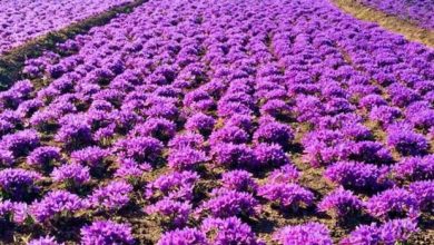 ۹۴درصد زعفران دنیا در ایران کشت می‌شود ولی دنیا «زعفران ایران» را نمی‌شناسد