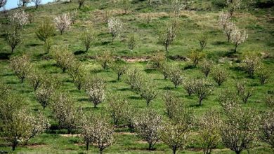 روی سطوح شیبدار، باغ دیم ایجاد کنید