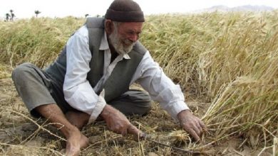 اشتغالزایی بومی ۱۱۴روستای کشور را بدون بیکار کرد