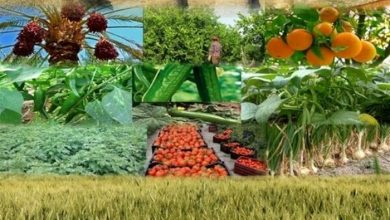 اجرای طرح پایش محصولات کشاورزی در ۷ استان