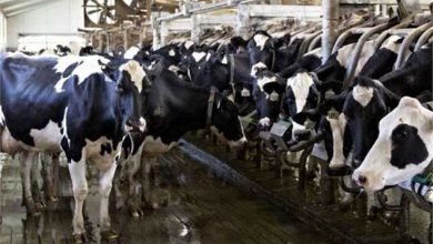 انباشت ۲۵۰ هزار راس دام در کشور/سه پیشنهاد برای تنظیم بازار گوشت