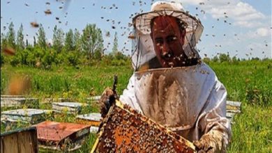 ایجاد اشتغال پایدار با صنعت زنبورداری