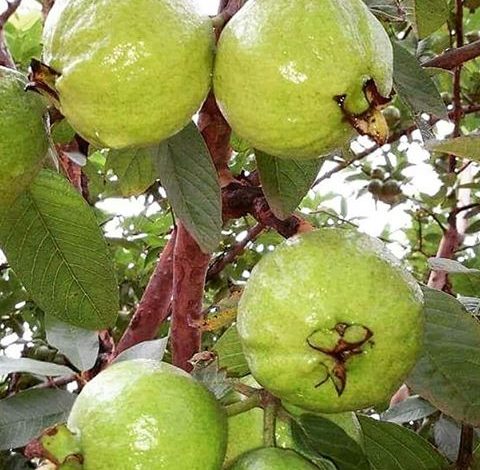 برداشت گواوا از باغ‌های جنوب سیستان‌وبلوچستان آغاز شد