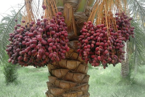 خوزستان مهم‌ترین قطب تولید کشاورزی کشور
