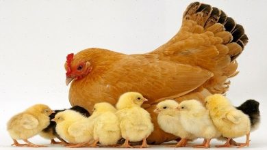 مرغ های بومی فارس، سه برابر بیشتر از قبل تخم می گذارند