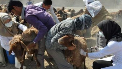 واکسیناسیون ۱۰۰ هزار رأس دام سبک در قزوین در مواجهه با بیماری قانقاریا