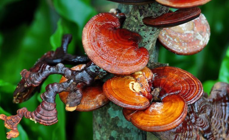 پرورش انبوه قارچ‌های ضدسرطانی گانودرما در استان قزوین