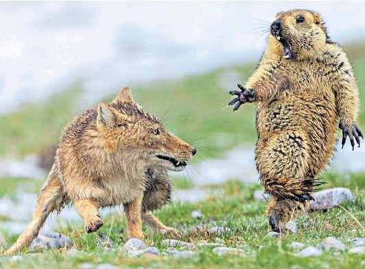 ۷۰ درصد بیماری‌های نوظهور منشا حیات وحش دارند