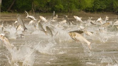 آبزی پروری در مزارع کشاورزی اولویت سازمان جهادکشاورزی است