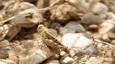 آغاز مبارزه با موج جدید ملخ صحرایی در سیستان‌وبلوچستان