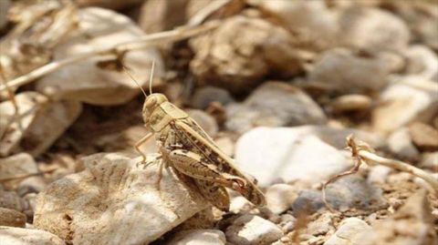 آغاز مبارزه با موج جدید ملخ صحرایی در سیستان‌وبلوچستان