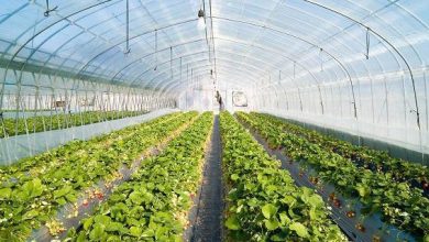 اجرای طرح گلخانه‌های کوچک مقیاس درشهرستان املش