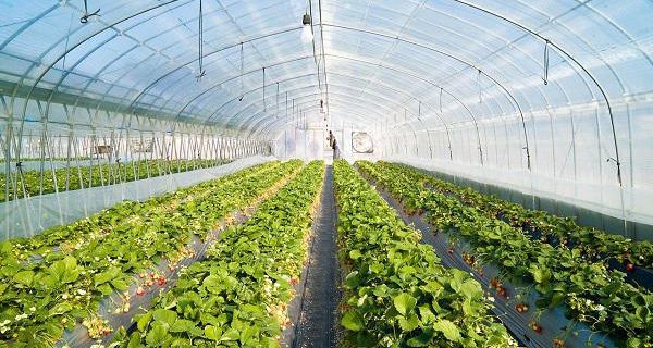 اجرای طرح گلخانه‌های کوچک مقیاس درشهرستان املش