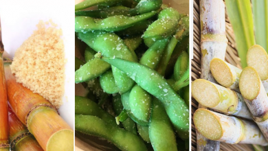 افزایش بهره‌وری تولید، با کشت باقلا در مزارع نیشکر در خوزستان