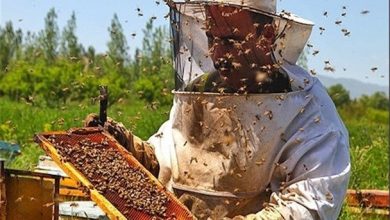 افزایش ۴۰ درصدی تولید عسل در ابرکوه