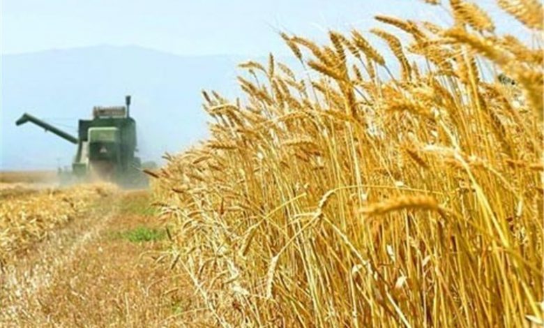 انتقال دانش و تکنولوژی‌های جدید در مزارع طرح ملی گندم بنیان استان خوزستان