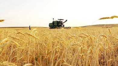 تکرار خودکفایی گندم / ۹۹ درصد برنامه کشت گندم محقق شد