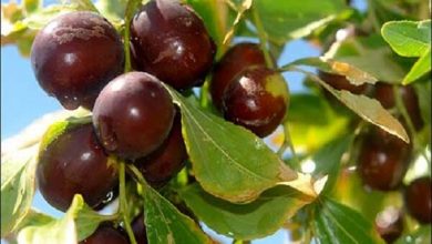 ثبت ملی دو رقم عناب در خراسان جنوبی