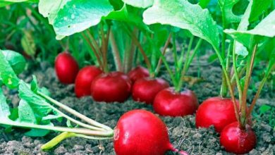 راهنمایی در پرورش سبزیجات تربچه