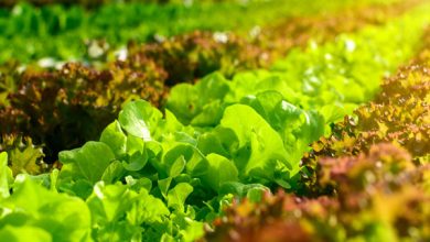 رشد ۶ درصدی تولیدات کشاورزی در سال 98