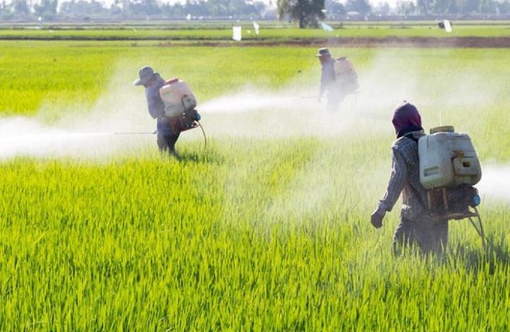مصرف افت‌کش‌ها با رعایت اصول فنی باعث افزایش محصولات کشاورزی می‌شود