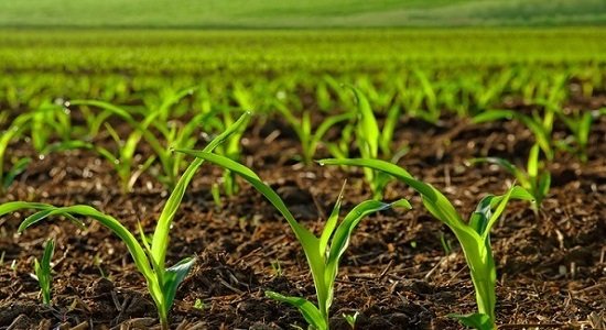 وضعیت تامین نهاده‌های مورد نیاز بخش کشاورزی مطلوب است