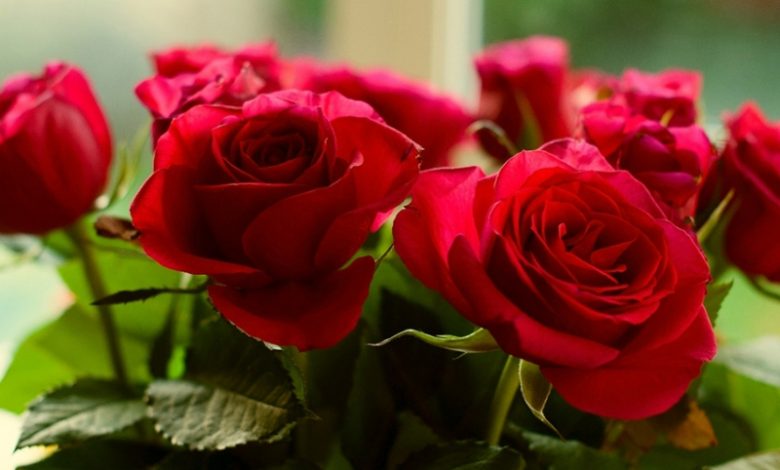 کیفیت بالای تولید گل در بام ایران