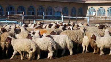 گواهی حمل بهداشتی از ۱۵ دی فقط برای دام‌های دارای پلاک صادر می‌شود