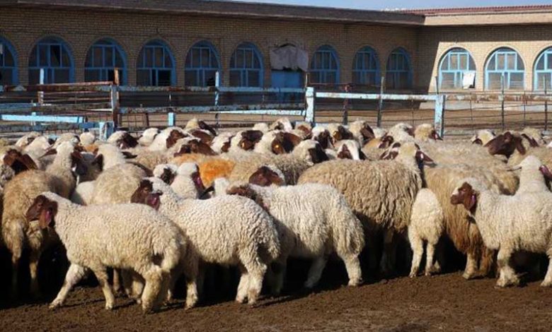 گواهی حمل بهداشتی از ۱۵ دی فقط برای دام‌های دارای پلاک صادر می‌شود