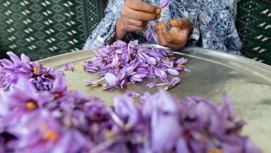یزد رتبه هفتم تولید زعفران در کشور