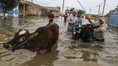 یک میلیون رأس دام در سیستان و بلوچستان درگیر سیل هستند