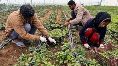 برنامه دولت برای دائمی کردن طرح اشتغال روستایی