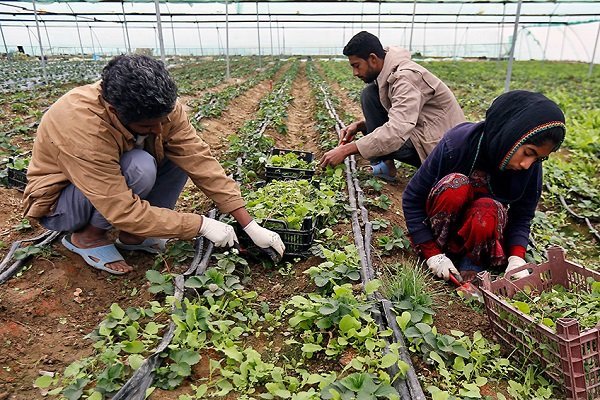 برنامه دولت برای دائمی کردن طرح اشتغال روستایی