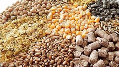 توزیع 5195 تن نهاده دام و طیور در کردستان