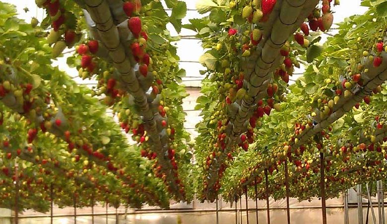 خراسان شمالی استانی پیشرو در کشت محصولات گلخانه‌ای