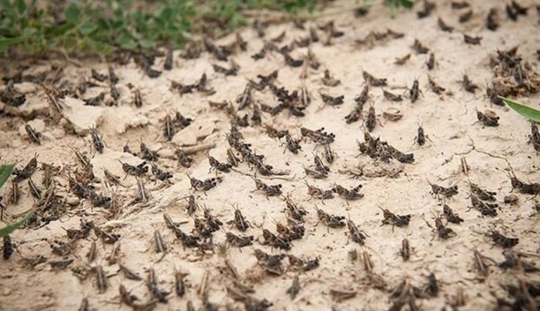 خوزستان برای مقابله با هجوم احتمالی ملخ‌ها آماده می شود