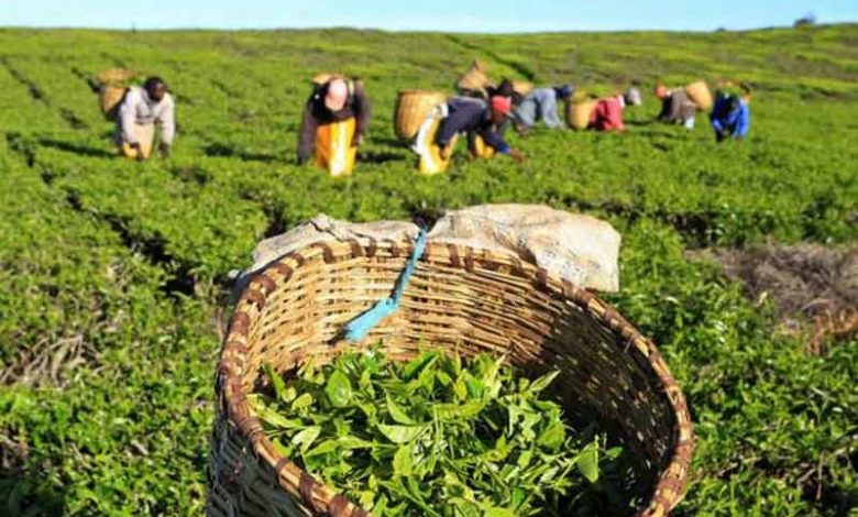 درآمد بالای ۶۰ میلیون تومان کشاورزان مشمول مالیات می‌شود