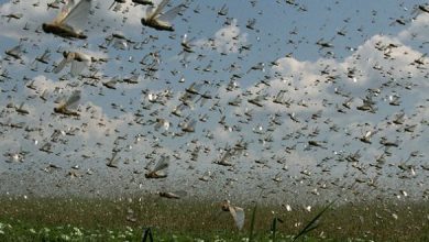 دور جدید هجوم شدید ملخ ها به کشور از اسفند