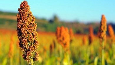 روش صحیح زراعت سورگوم